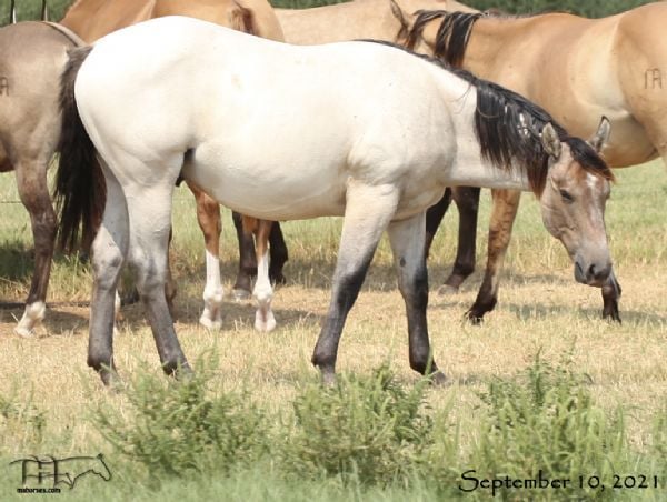 Saltys Sophy Hancock's 2020 Colt